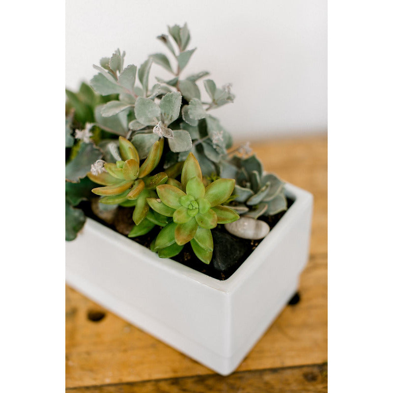 succulents winnipeg Succulent & Cactus Planter
